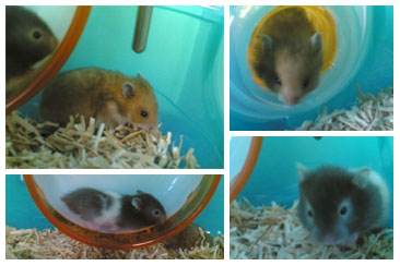 Chichi and Chuchu Chichi and Chuchu